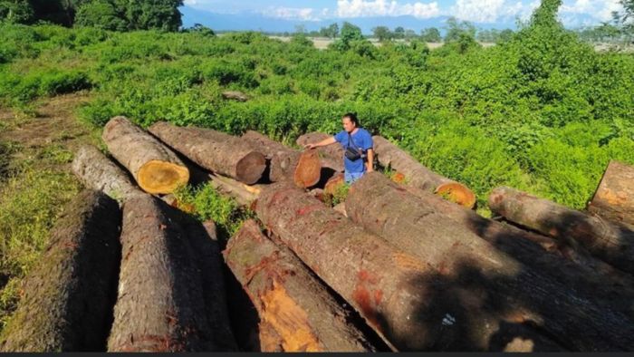 Illegal timber logging under Pasighat forest division