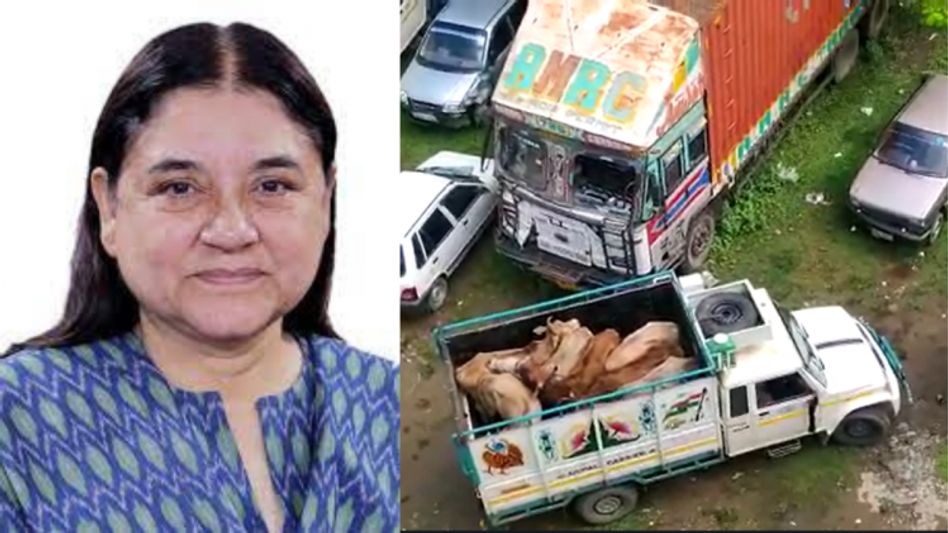 Assam: Animal rights activist Maneka Gandhi lauds Sivasagar police's effort in rescuing 32 cows Assam: Animal rights activist Maneka Gandhi lauds Sivasagar police's effort in rescuing 32 cows
