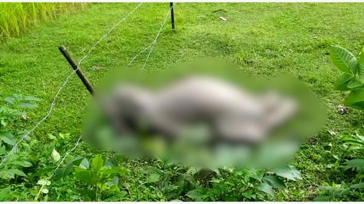 Assam: Wild elephant calf carcass recovered in Killing village Assam: Wild elephant calf carcass recovered in Killing village