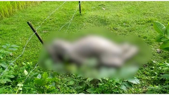 Assam: Carcass of dead elephant calf recovered