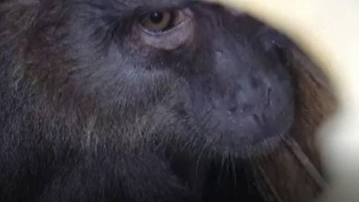 Rare and endangered black monkey rescued in Assam's Hailakandi district