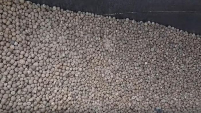 Burmese Supari seized in Hailakandi