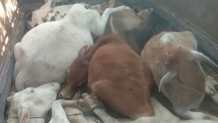 3 held for cattle smuggling in Golaghat