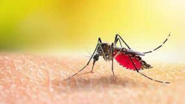 Dengue cases in Manipur