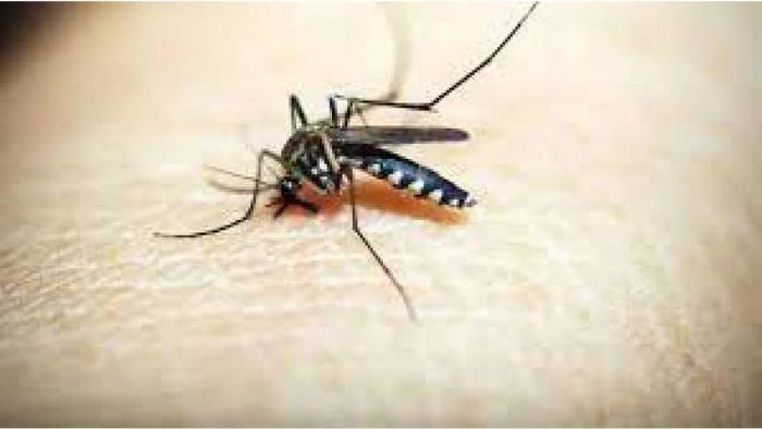 Dengue cases in Karbi Anglong Autonomous Council