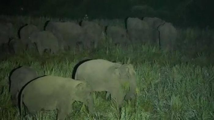 ‘Hatibondhu’ initiative successfully mitigating human-elephant conflict in Hatikhali-Ronghang village