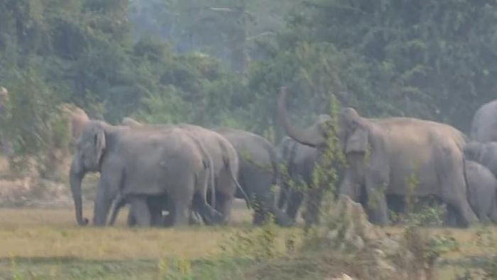 Wild elephants create havoc in Karbi Anglong