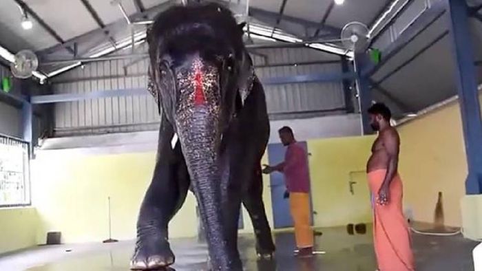 File Photo of Joymala, the elephant