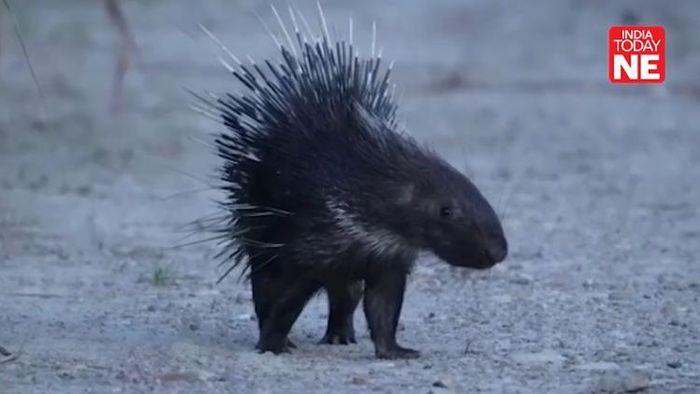 Rare sight spotted as Porcupine looks for food in Kaziranga