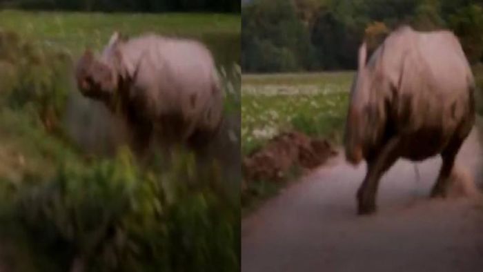 Rhinos in Kaziranga come charging towards tourist jeep