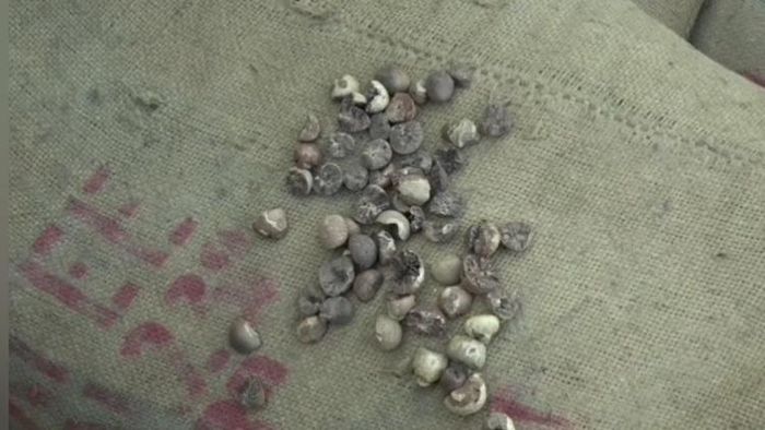 Burmese supari worth Rs. 10 lakhs seized in Hailakandi district