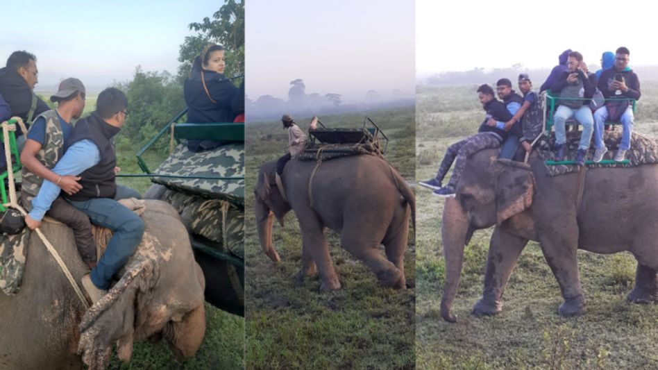 Assam tourist narrowly escapes unhurt while taking elephant safari at Kaziranga National Park Assam tourist narrowly escapes unhurt while taking elephant safari at Kaziranga National Park