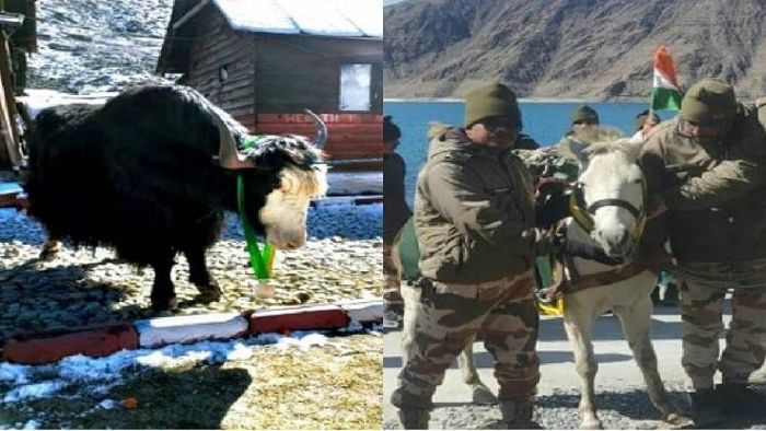 Yak 'Bahubali' (L), Pony 'Madhu' (R)