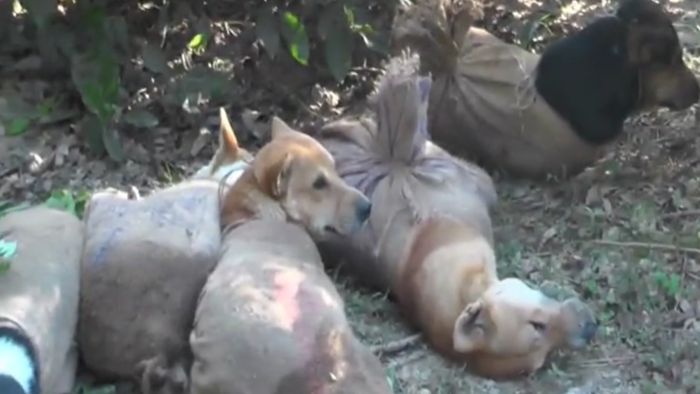 Several dogs found tied up and left by the roadside