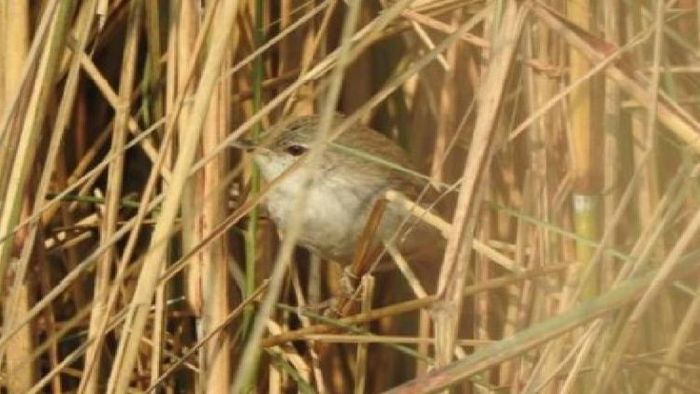 Swamp Grass-babbler (Laticilla cinerascens)