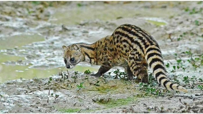 Civet cats rescued in Assam