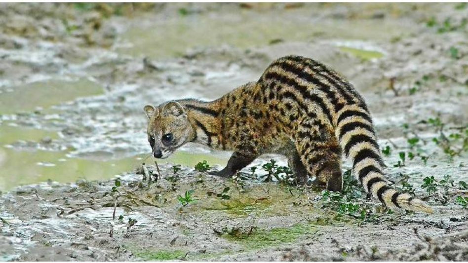 Assam: Forest department rescues three civet cats in Nagaon district Assam: Forest department rescues three civet cats in Nagaon district