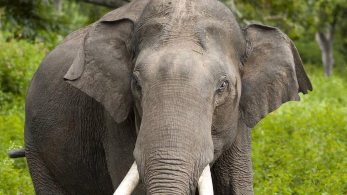 Elephants sent to other other states never returned