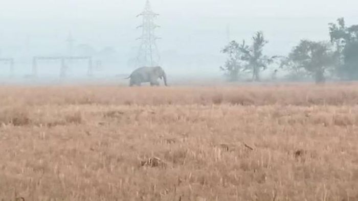 Wild elephant destroying paddy field in Nagaon