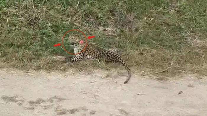 Captured Leopard