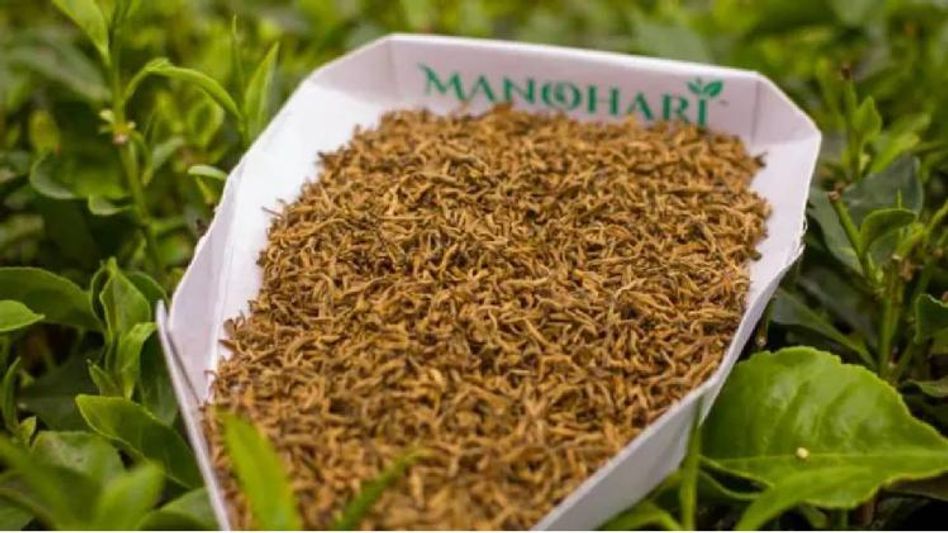 Assam's Manohari Gold Tea sold for record price of Rs 1.15 lakh per kg Assam's Manohari Gold Tea sold for record price of Rs 1.15 lakh per kg