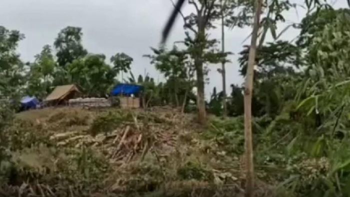 Trees felled allegedly by Mizo people on Assam soil