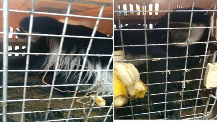 Animals recovered in Mizoram