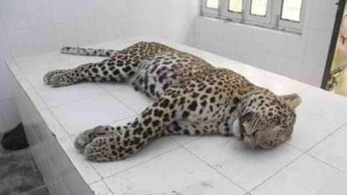 Leopard causing menace in Jorhat died at Kaziranga