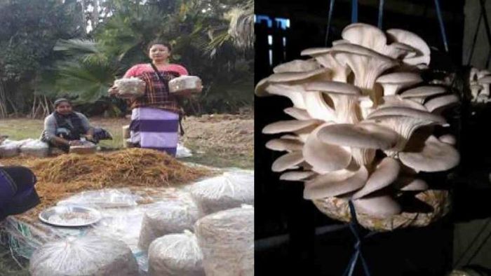 How mushroom cultivation build an empower future for women in Northeast India