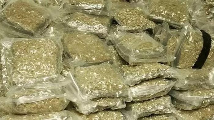 One held with cannabis worth Rs 50 lakh near Assam-Tripura border