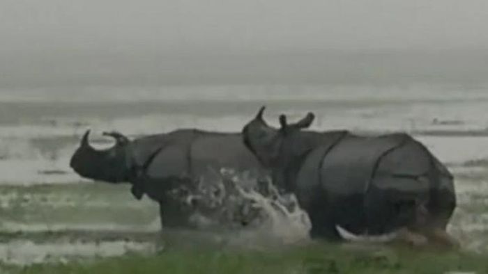 Two one-rhinos at eastern Jorhat