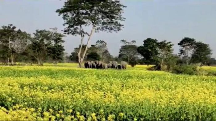 Wild elephant terror in Golaghat