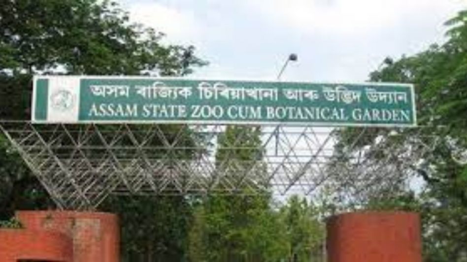 The truth behind the transfer of animals from Assam State Zoo to Ambani's Zoo in Gujarat The truth behind the transfer of animals from Assam State Zoo to Ambani's Zoo in Gujarat