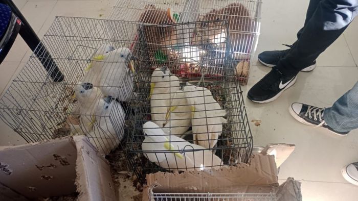 Mizoram custom department rescues 20 exotic animals