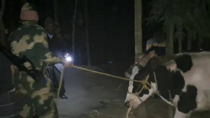 BSF seize 8 cattles along Indo-Bangladesh border in Dhubri; one smuggler arrested