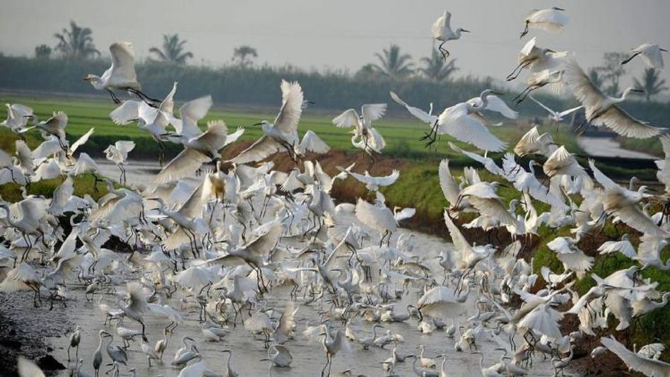 Manipur: Indian Bird Conservation Network to conduct bird census from January 28 to 29 Manipur: Indian Bird Conservation Network to conduct bird census from January 28 to 29