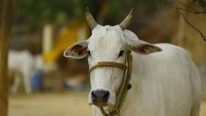 All problems on earth to be solved if cow slaughter is stopped: Gujarat court
