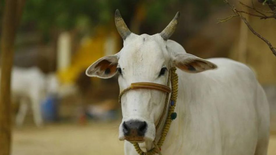 Gujarat court: Ending the slaughter of cows will solve all of the world's problems Gujarat court: Ending the slaughter of cows will solve all of the world's problems
