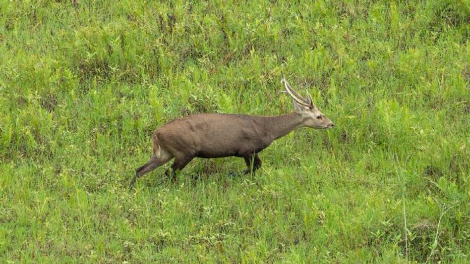 Manipur: Poachers reportedly kill female hog deer inside Loktak Lake Manipur: Poachers reportedly kill female hog deer inside Loktak Lake