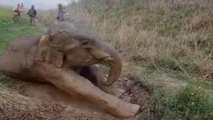 The rescued elephant