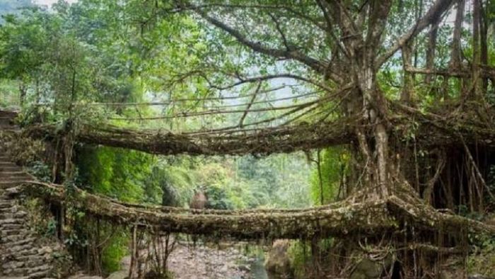 Meghalaya's remarkable living root bridges attract tourists across the globe