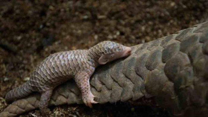 Chinese Pangolin baby