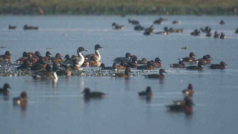 Deepor Beel Winter Birding Festival celebrates winter migration of birds  Deepor Beel Winter Birding Festival celebrates winter migration of birds