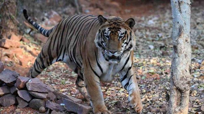 India’s tiger state Madhya Pradesh lost 34 big cats