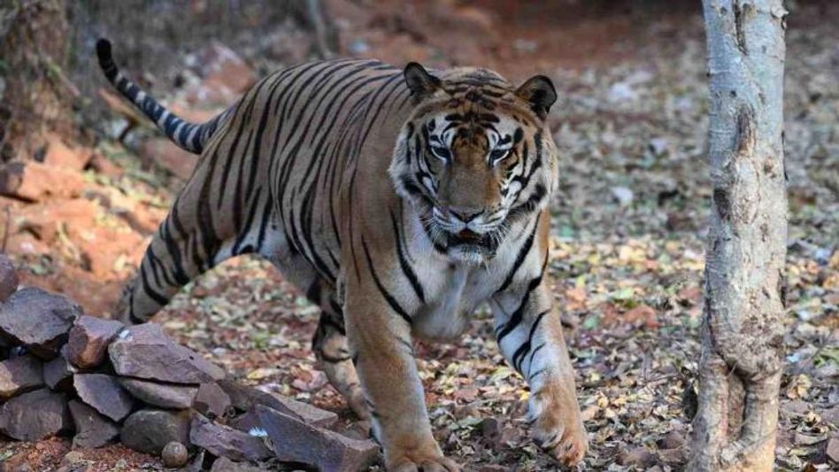 Karnataka may beat Madhya Pradesh in ‘tiger state’ status: Reports Karnataka may beat Madhya Pradesh in ‘tiger state’ status: Reports