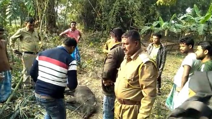 Assam: Pig attacks woman in Sibsagar, hospitalized