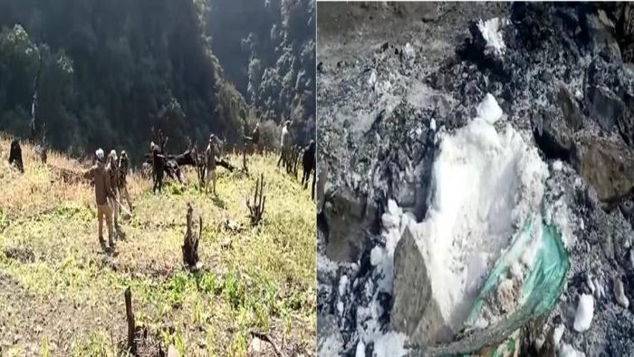Manipur: Poppy fields destroyed by security forces