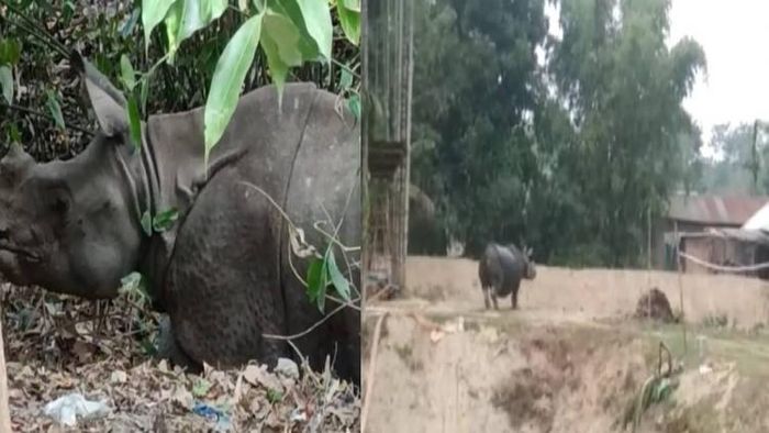 Assam: Rhinos spotted at Pabho Reserve Forest under Lakhimpur district, days after area cleared of encroachment