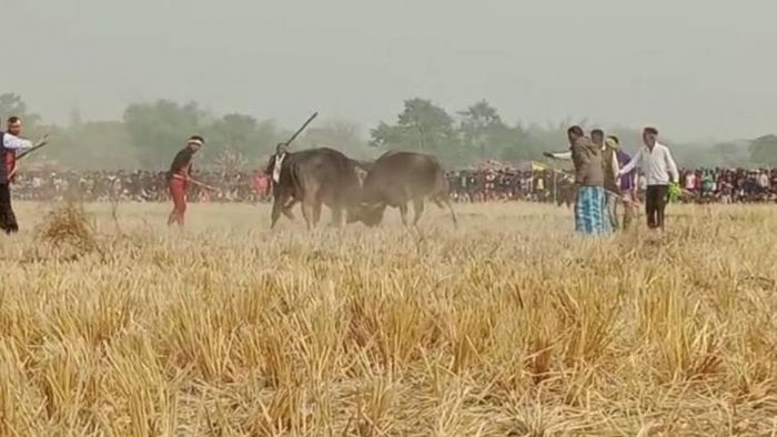 Traditional buffalo fight in Morigaon