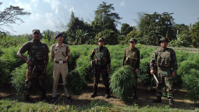 File photo of Tripura Police destroying cannabis plantation